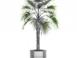 decorative palm in a flowerpot 714 Model 3D