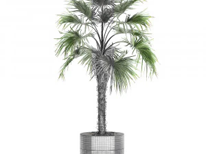decorative palm in a flowerpot 714 3D Model