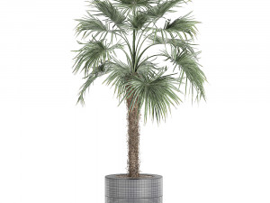 decorative palm in a flowerpot 714 Model 3D