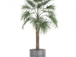 decorative palm in a flowerpot 714 3D Model