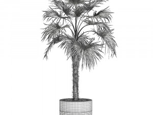 decorative palm in a flowerpot 714 Model 3D