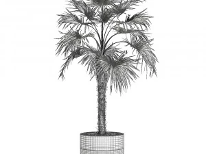 decorative palm in a flowerpot 714 3D Model