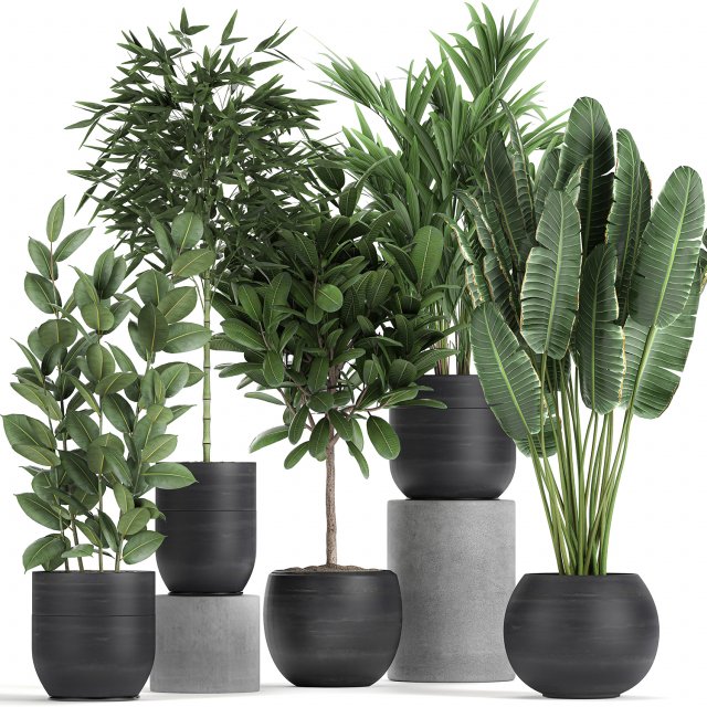 houseplants in a black pot for the interior 715 Modelo 3D .c4d .max .obj .3ds .fbx .stl .blend 