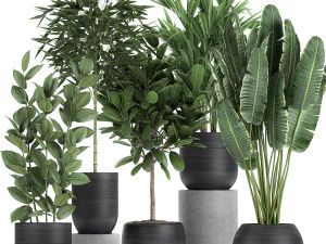 комнатные растения в черном горшке для интерьера 715 3D Модель