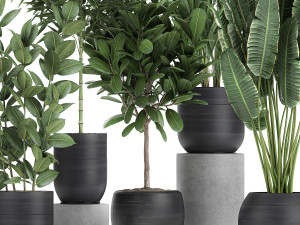 houseplants in a black pot for the interior 715 Modelo 3D