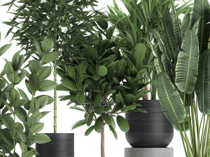 houseplants in a black pot for the interior 715 Modelo 3D