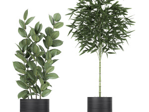 houseplants in a black pot for the interior 715 Modelo 3D