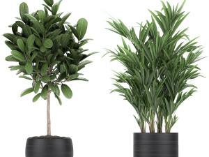houseplants in a black pot for the interior 715 Modelo 3D