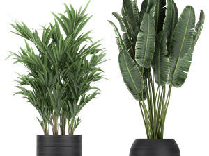 houseplants in a black pot for the interior 715 Modelo 3D