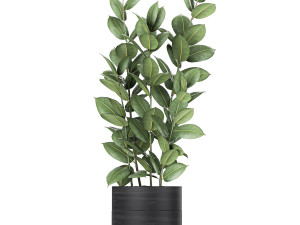 houseplants in a black pot for the interior 715 Modelo 3D