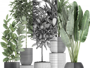 houseplants in a black pot for the interior 715 Modelo 3D