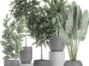 houseplants in a black pot for the interior 715 Modelo 3D
