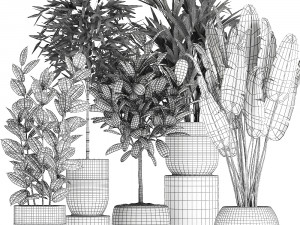 houseplants in a black pot for the interior 715 Modelo 3D