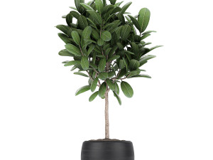 houseplants in a black pot for the interior 715 Modelo 3D