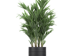 houseplants in a black pot for the interior 715 Modelo 3D