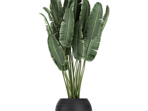 houseplants in a black pot for the interior 715 Modelo 3D