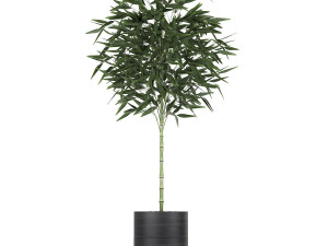 houseplants in a black pot for the interior 715 Modelo 3D