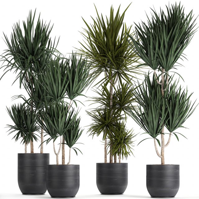 dracaena plants in a black pot for the interior 716 Modèle 3D .c4d .max .obj .3ds .fbx .stl .blend 