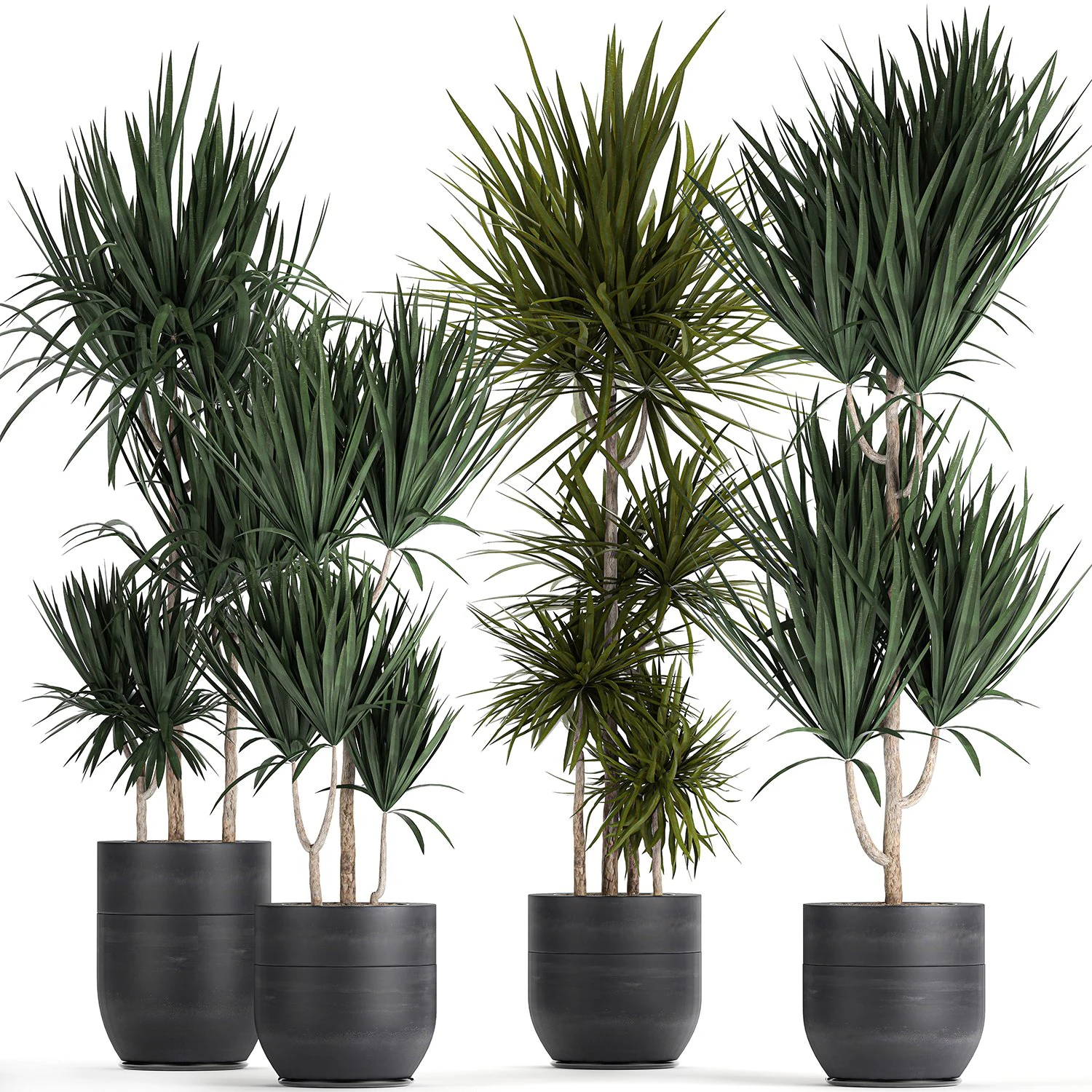 dracaena plants in a black pot for the interior 716 3D Model .c4d .max .obj .3ds .fbx .stl .blend 