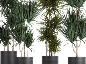 dracaena plants in a black pot for the interior 716 Modèle 3D