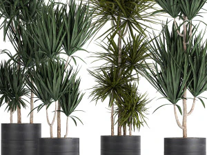 dracaena plants in a black pot for the interior 716 3D Model