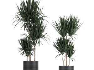 dracaena plants in a black pot for the interior 716 3D Model