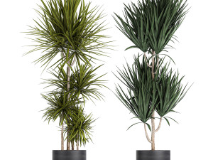 dracaena plants in a black pot for the interior 716 Modèle 3D