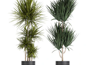 dracaena plants in a black pot for the interior 716 3D Model