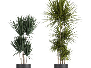 dracaena plants in a black pot for the interior 716 3D Model