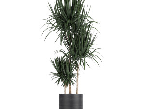dracaena plants in a black pot for the interior 716 Modèle 3D