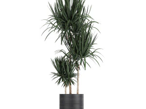 dracaena plants in a black pot for the interior 716 3D Model