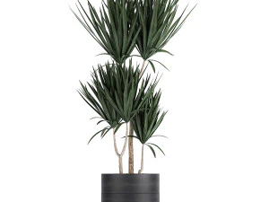 dracaena plants in a black pot for the interior 716 3D Model