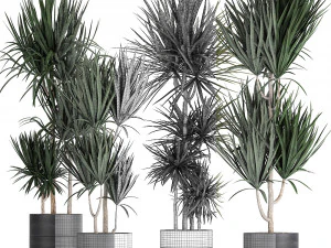 dracaena plants in a black pot for the interior 716 3D Model