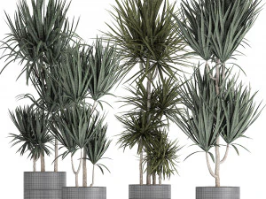 dracaena plants in a black pot for the interior 716 3D Model