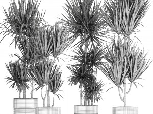 dracaena plants in a black pot for the interior 716 Modèle 3D
