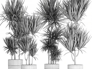 dracaena plants in a black pot for the interior 716 3D Model