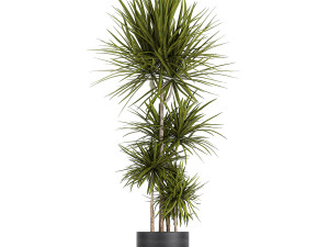 dracaena plants in a black pot for the interior 716 Modèle 3D