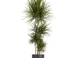 dracaena plants in a black pot for the interior 716 3D Model