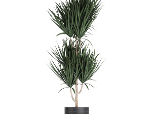dracaena plants in a black pot for the interior 716 Modèle 3D