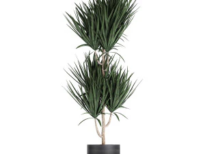 dracaena plants in a black pot for the interior 716 3D Model