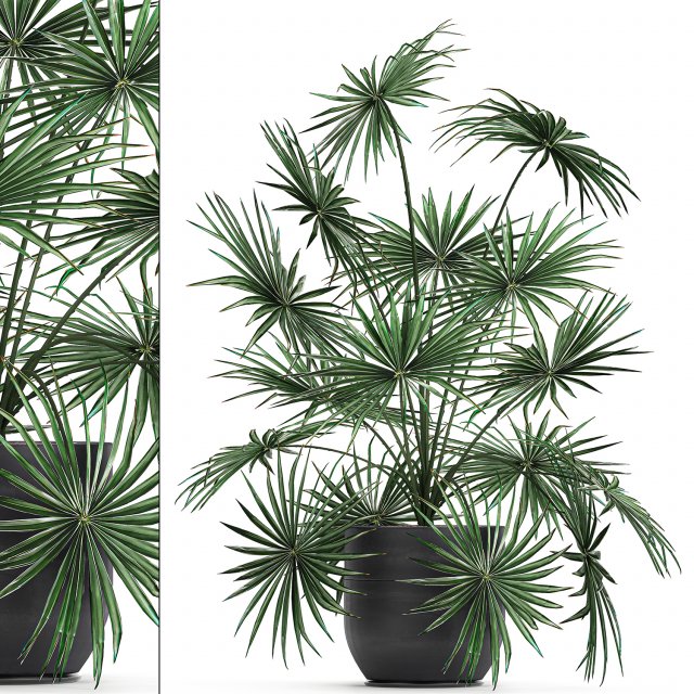 decorative palm in a flowerpot 716 3D-Modell .c4d .max .obj .3ds .fbx .stl .blend 