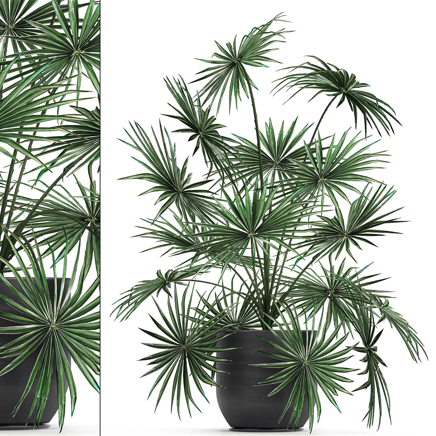 decorative palm in a flowerpot 716 3D Model .c4d .max .obj .3ds .fbx .stl .blend