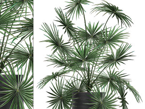 decorative palm in a flowerpot 716 3D Model