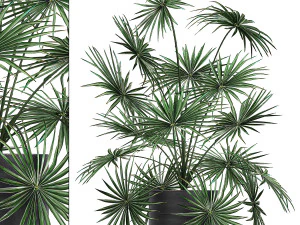 decorative palm in a flowerpot 716 3D Model