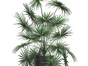 decorative palm in a flowerpot 716 3D-Modell