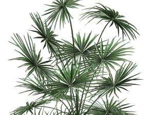 decorative palm in a flowerpot 716 3D Model