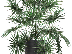 decorative palm in a flowerpot 716 3D-Modell