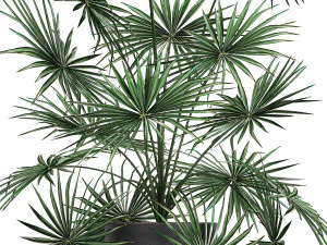 decorative palm in a flowerpot 716 3D Model