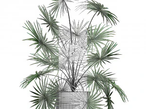 decorative palm in a flowerpot 716 3D Model