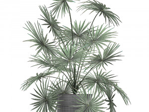 decorative palm in a flowerpot 716 3D-Modell
